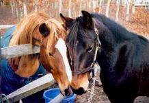 Buddies