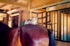 A Movable Perch