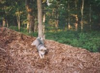 The puppy went over the mountain